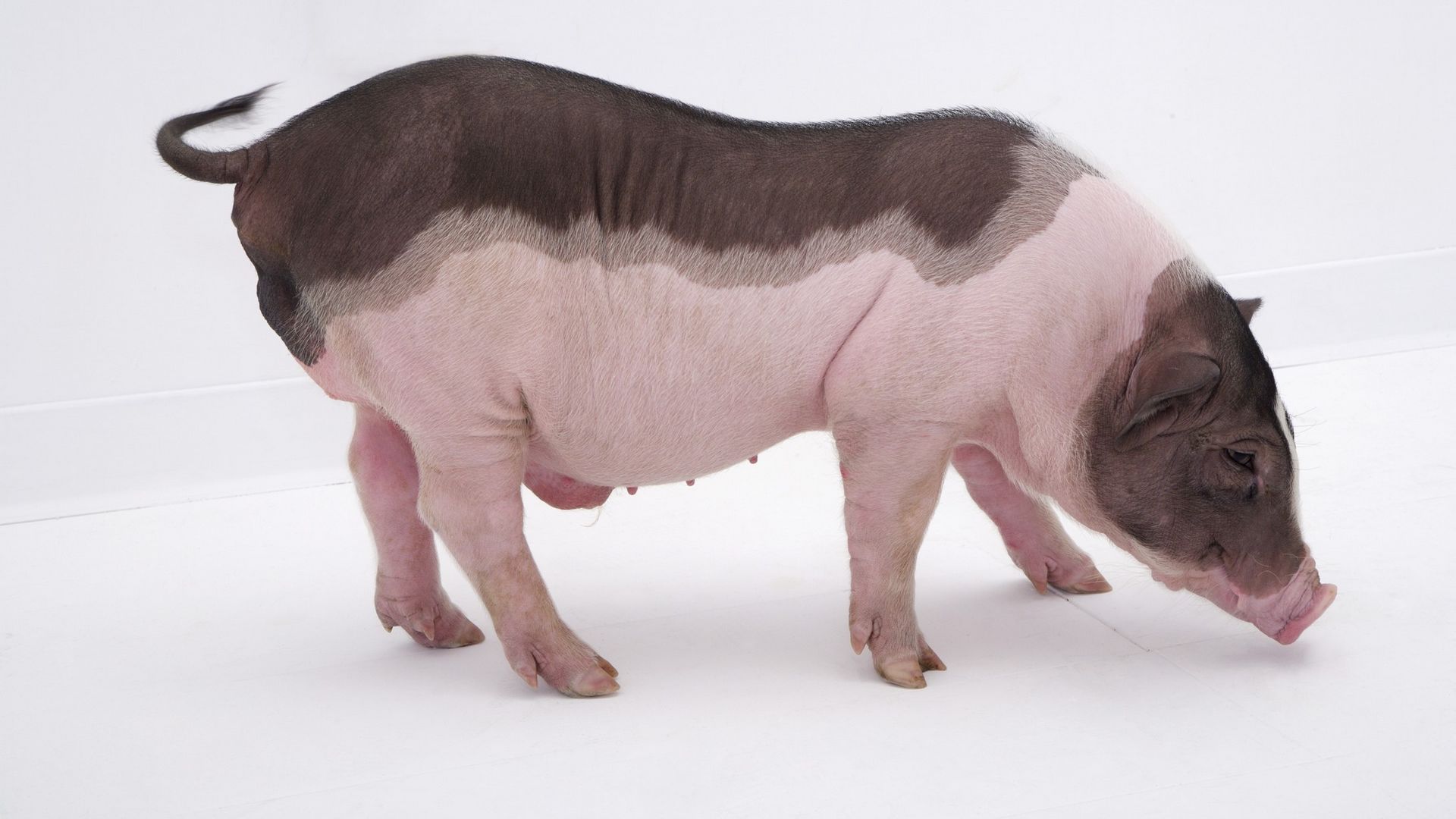 1562228167167174.jpg 猪11.jpg